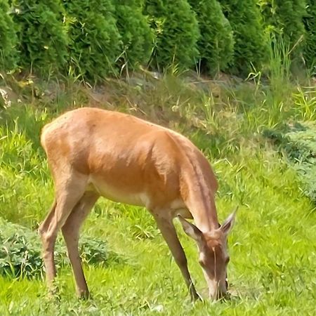 Domek Pod Holica 2 Bieszczady Ustrzyki Dolne Bagian luar foto