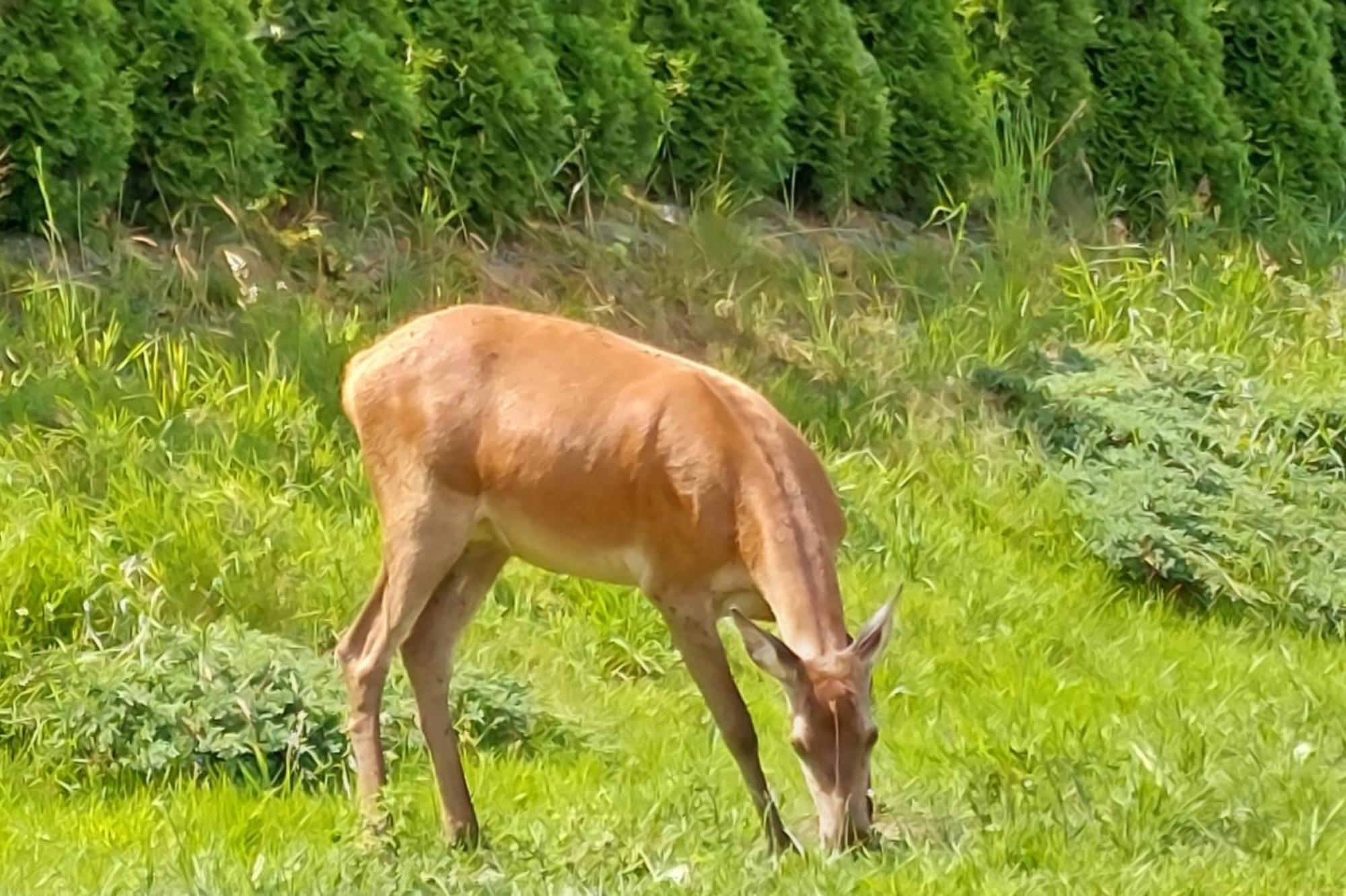 Domek Pod Holica 2 Bieszczady Ustrzyki Dolne Bagian luar foto